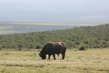 wildebeest in the Krugar national park 