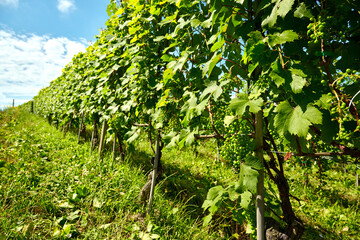 Fototapeta na wymiar Vineyards of fresh grapes on the Langhe hills, in the villages near the town of Barolo, Piedmont, Italy on a clear July day. 