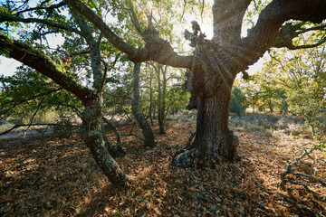 Fototapeta na wymiar Oak Tree. Zamora Province, Spain