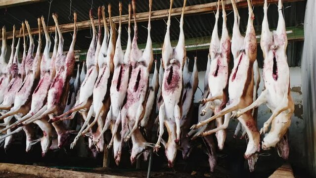 Rows of hunted and disembowelled springbuck hanging and swaying in shed, Karoo hunting trip