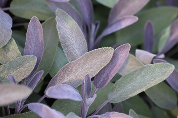 Sage green and purple leaf, salvia officinalis purpurascens.