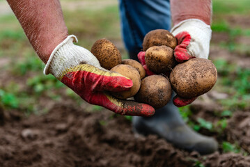 Hands holding freshly harvested potatoes.