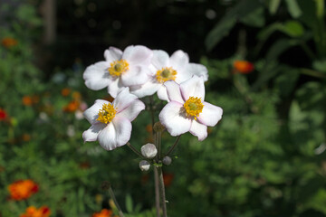 White Anemone or Anemone (Anemone) blooming in a beautiful green garden