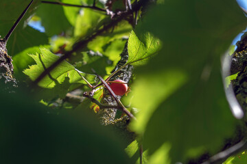 Hawthorn: A Multi-Purpose Plant with Medicinal Properties. (selective focus)