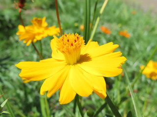 明るい黄色の花