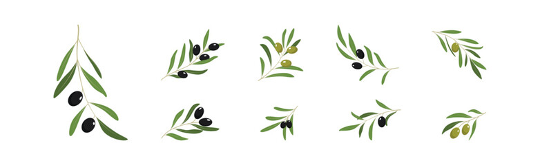 Olive Branches with Olives Green and Black Vector Set