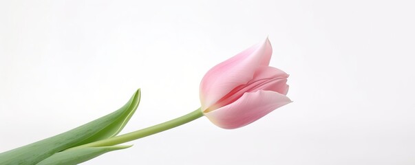 Tulips flower isolated on white