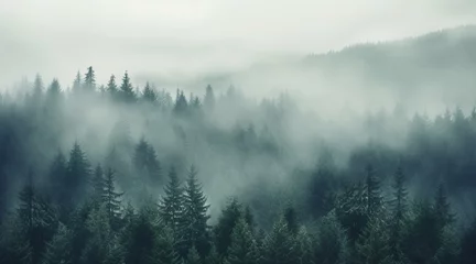 Papier Peint photo Lavable Forêt dans le brouillard Misty pine forest background