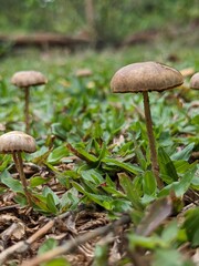 boletus edulis mushroom  oomushroom, forest, nature, fungus, autumn, food, grass
