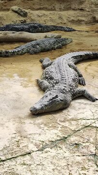 plusieurs crocodiles dans un parc animalier