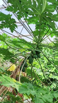 Papayer, Carica papaya. petit arbre fruitier tropical dans une serre 