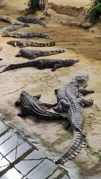 plusieurs crocodiles dans un parc animalier