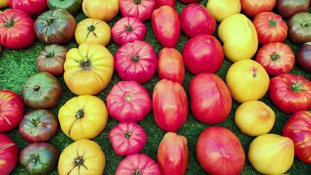 tomates de tailles et couleurs diff&eacute;rentes sur un &eacute;tal de march&eacute;