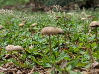 boletus edulis mushroom  oomushroom, forest, nature, fungus, autumn, food, grass
