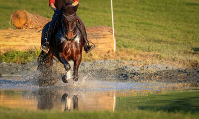 Horse brown versatility with rider crossing water at a gallop..