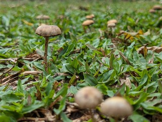 boletus edulis mushroom  oomushroom, forest, nature, fungus, autumn, food, grass
