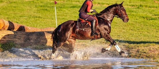 Brown eventing horse galloping while riding through the water, photographed from the side during...