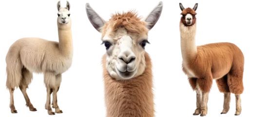 Foto auf Alu-Dibond Llama collection (portrait, standing), animal bundle isolated on a white background as transparent PNG © Flowal93