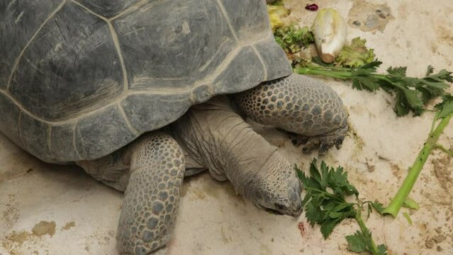 une tortue en train de manger des légumes