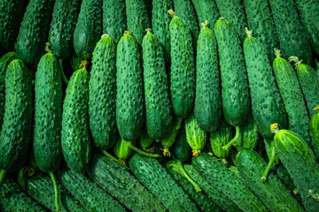 Pile of cucumbers. Cucumbers from the field