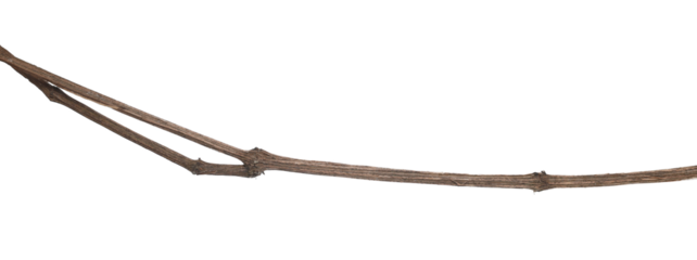 Wild dry liana, jungle vine isolated on white, clipping path