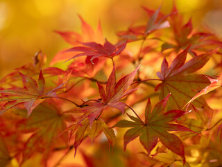 日本の秋の燃えるような赤いモミジ