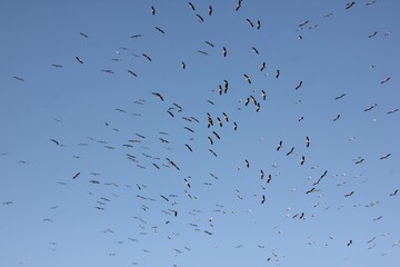 birds migration