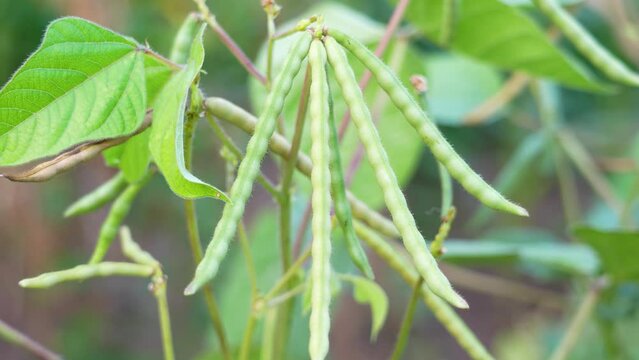  Mung bean pods, crop planting at the fields