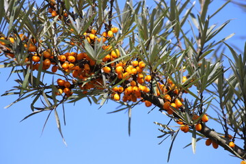 Sea buckthorn with berries. Hippophae rhamnoides.