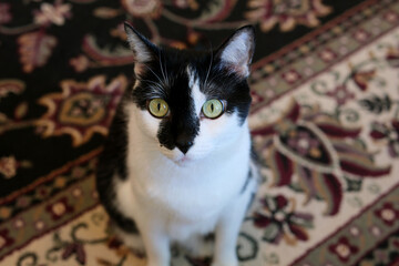 Cat looking up at camera. High quality photo