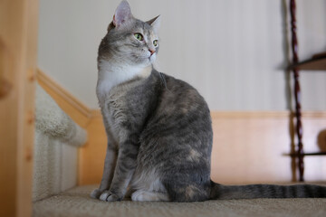 A beautiful gray British cat with a silver tabby color sits on a table against a gray wall and colored curtains and looks out the window. High quality photo
