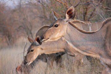 kruger national park wildlife