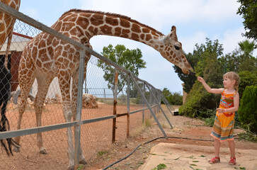 Family feeding giraffe in zoo. Children feed giraffes in tropical safari park during summer vacation. Kids watch animals. Little girl giving fruit to wild animal. © Svetlana Verbitskaya