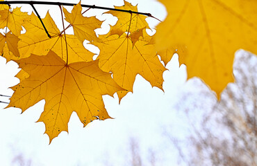 Obraz premium Yellow autumn maple leaf on a white background. Back to school. the concept of autumn.