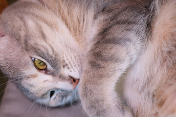 A Funny Looking Feral Cat. High quality photo