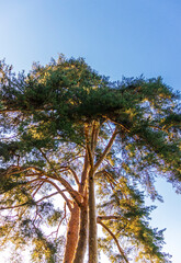 Fototapeta premium Shot of the big pine tree. Nature