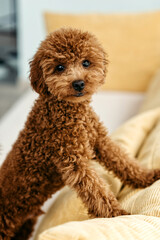 The little chocolate toy poodle is very cute. The poodle is going for a walk. Toy poodle in a suit.