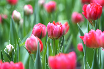 Red Tulip bulbs in the garden.