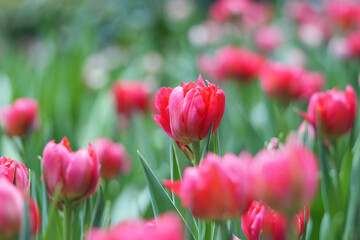 Obraz premium Red Tulip bulbs in the garden.