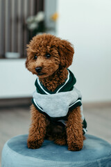 The little chocolate toy poodle is very cute. The poodle is going for a walk. Toy poodle in a suit.