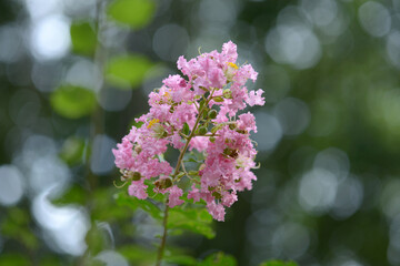 ピンクのサルスベリの花