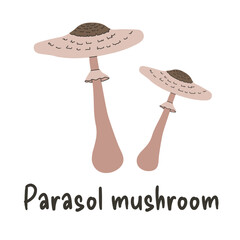 Parasol mushroom in flat style isolated on a white background. Edible forest mushrooms. Vector illustration.