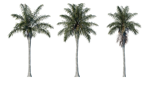 Set of palm trees isolated on a transparent background