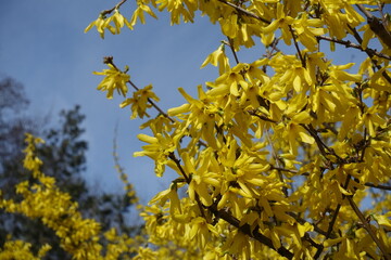 Easter tree in full bloom against blue sky in mid March