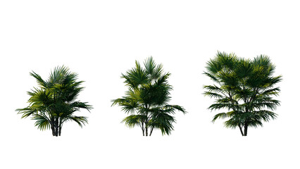Set of palm trees isolated on a transparent background
