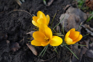 Obraz premium Close up of three amber yellow flowers of Crocus chrysanthus in February