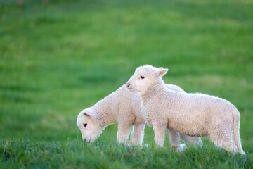 Two lambs in a field on the farm