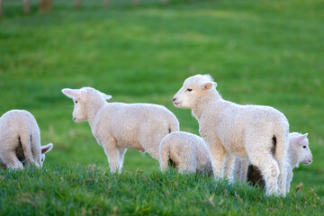 Fototapeta premium A flock of lambs in a field on the farm