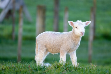 Portrait shot of a cute spring lamb