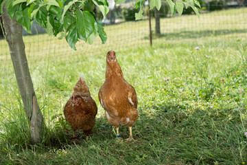 huhn garten gras